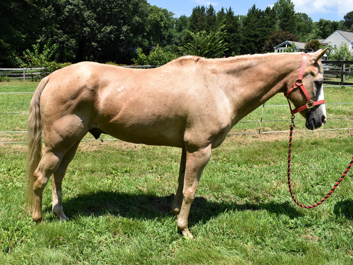 Ed, 33yo American Quarter Horse gelding, 15.0hh