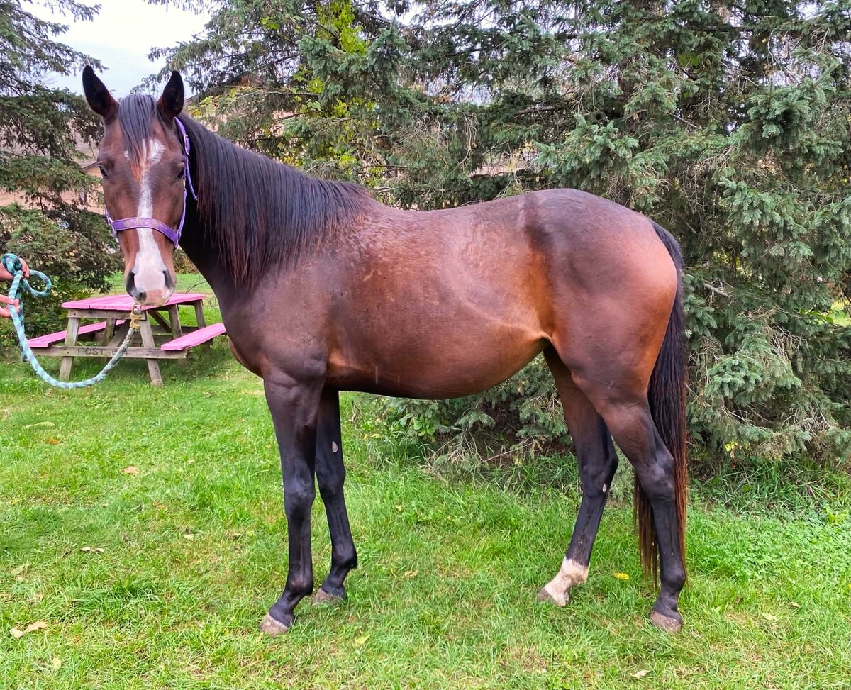 Jellybean, 3yo Thoroughbred mare, 15.0hh