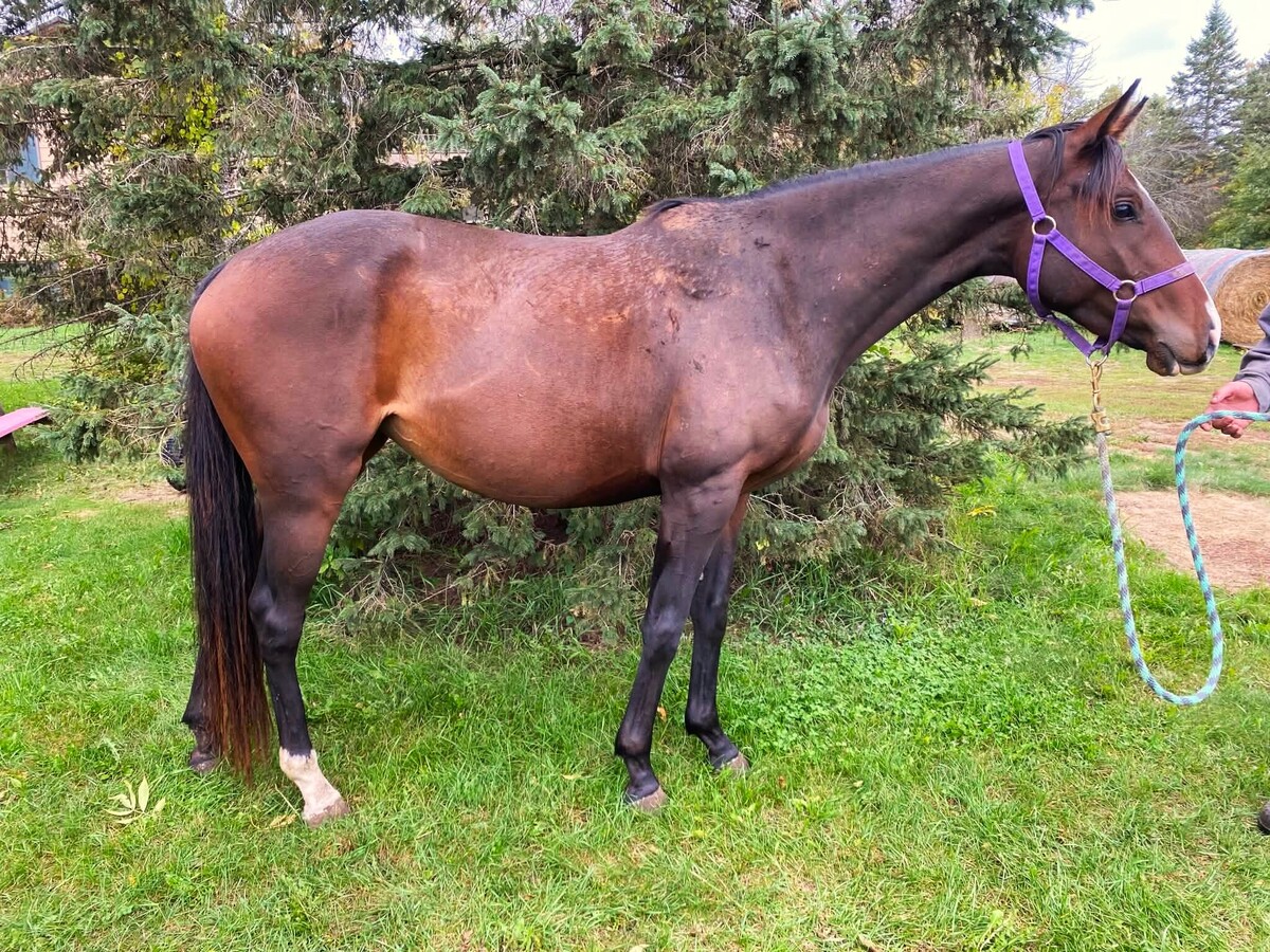 Jellybean, 3yo Thoroughbred mare, 15.0hh