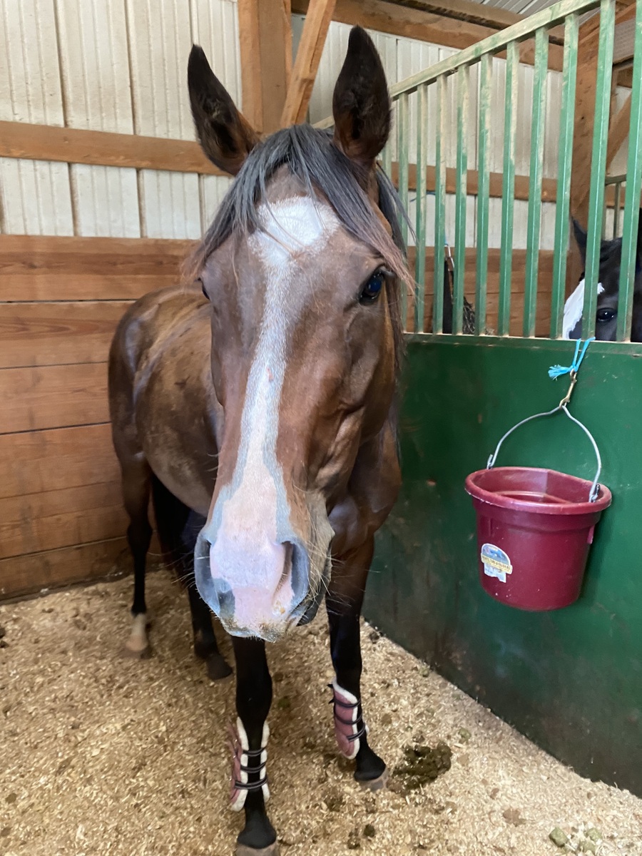Jellybean, 3yo Thoroughbred mare, 15.0hh
