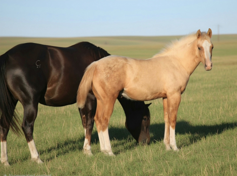 SHOT OF VOODOO, AQHA Quarter Horse colt foal
