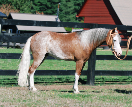 Ozzie, 5yo Welsh Pony gelding, 12.2hh