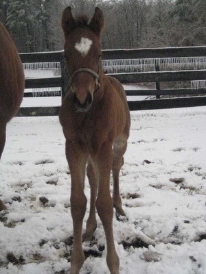 What's Poppin, 18yo Thoroughbred gelding, 16.0hh