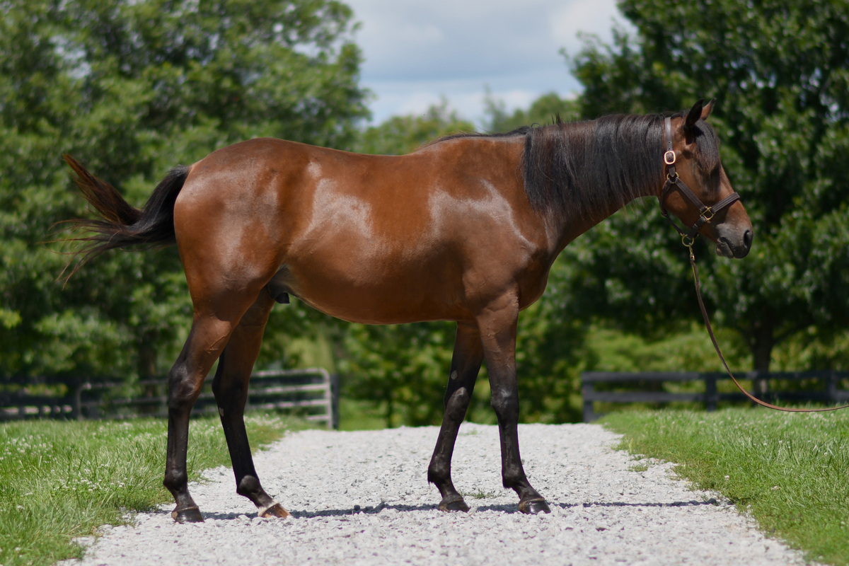 Blame Bourbon, 3yo Thoroughbred gelding, 16.0hh