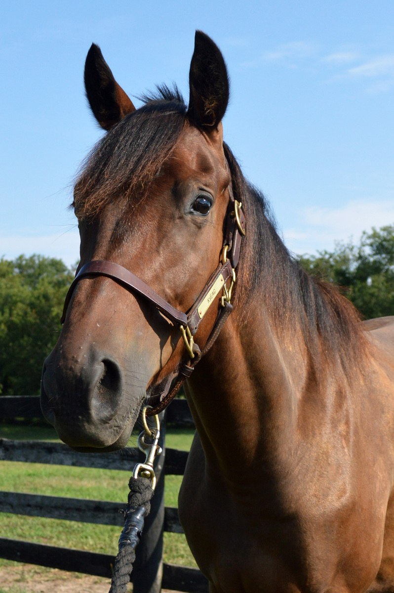Blame Bourbon, 3yo Thoroughbred gelding, 16.0hh