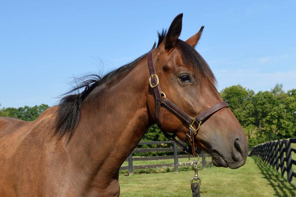 Blame Bourbon, 3yo Thoroughbred gelding, 16.0hh