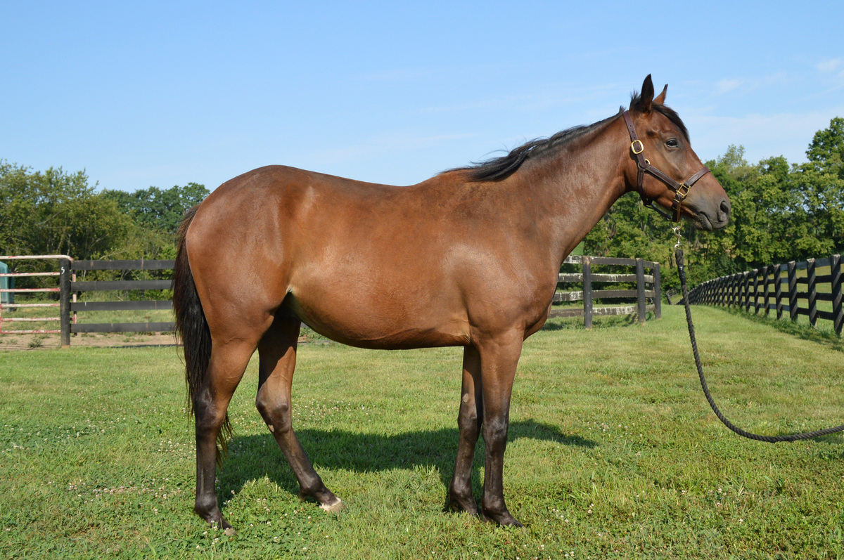 Blame Bourbon, 3yo Thoroughbred gelding, 16.0hh