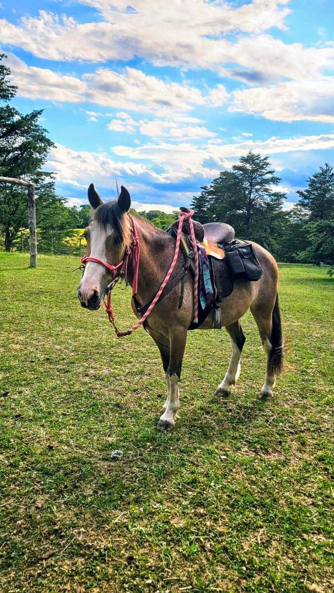 Curious George, 5yo Pony/American Quarter Horse gelding, 12.2hh