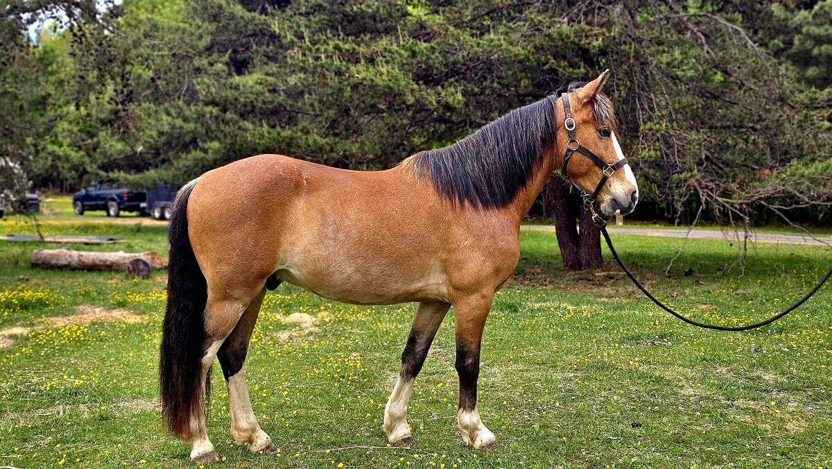 Curious George, 5yo Pony/American Quarter Horse gelding, 12.2hh
