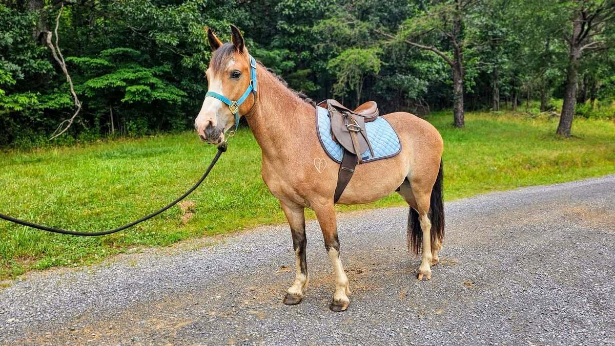 Curious George, 5yo Pony/American Quarter Horse gelding, 12.2hh