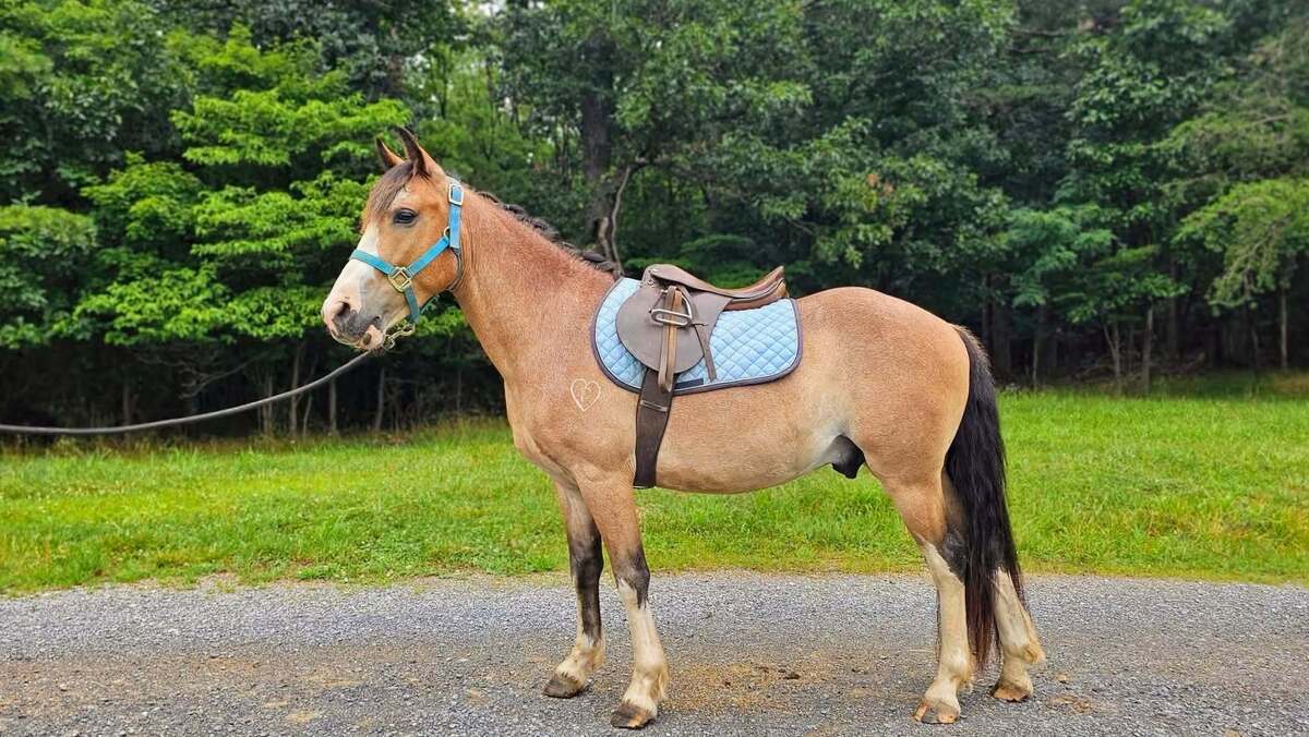 Curious George, 5yo Pony/American Quarter Horse gelding, 12.2hh