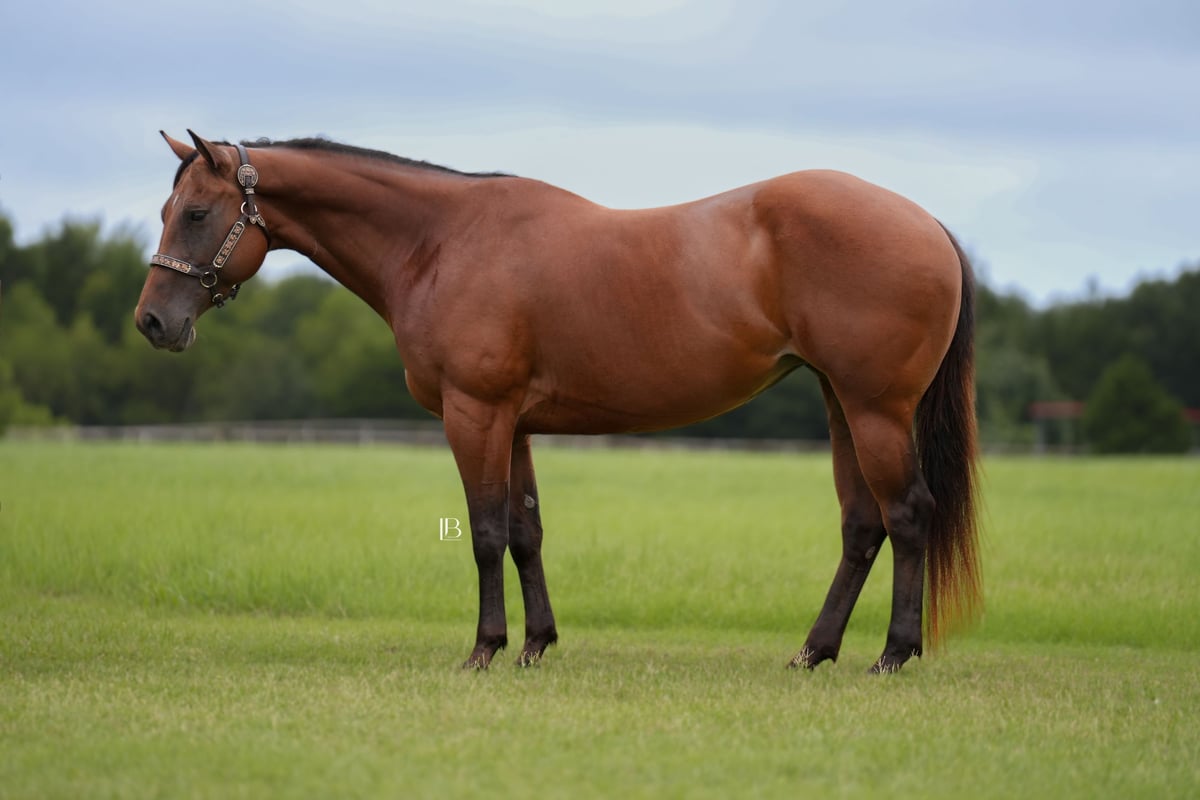 American Quarter Horse, 10yo American Quarter Horse gelding, 15hh