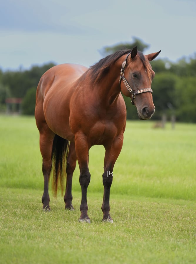 American Quarter Horse, 10yo American Quarter Horse gelding, 15hh