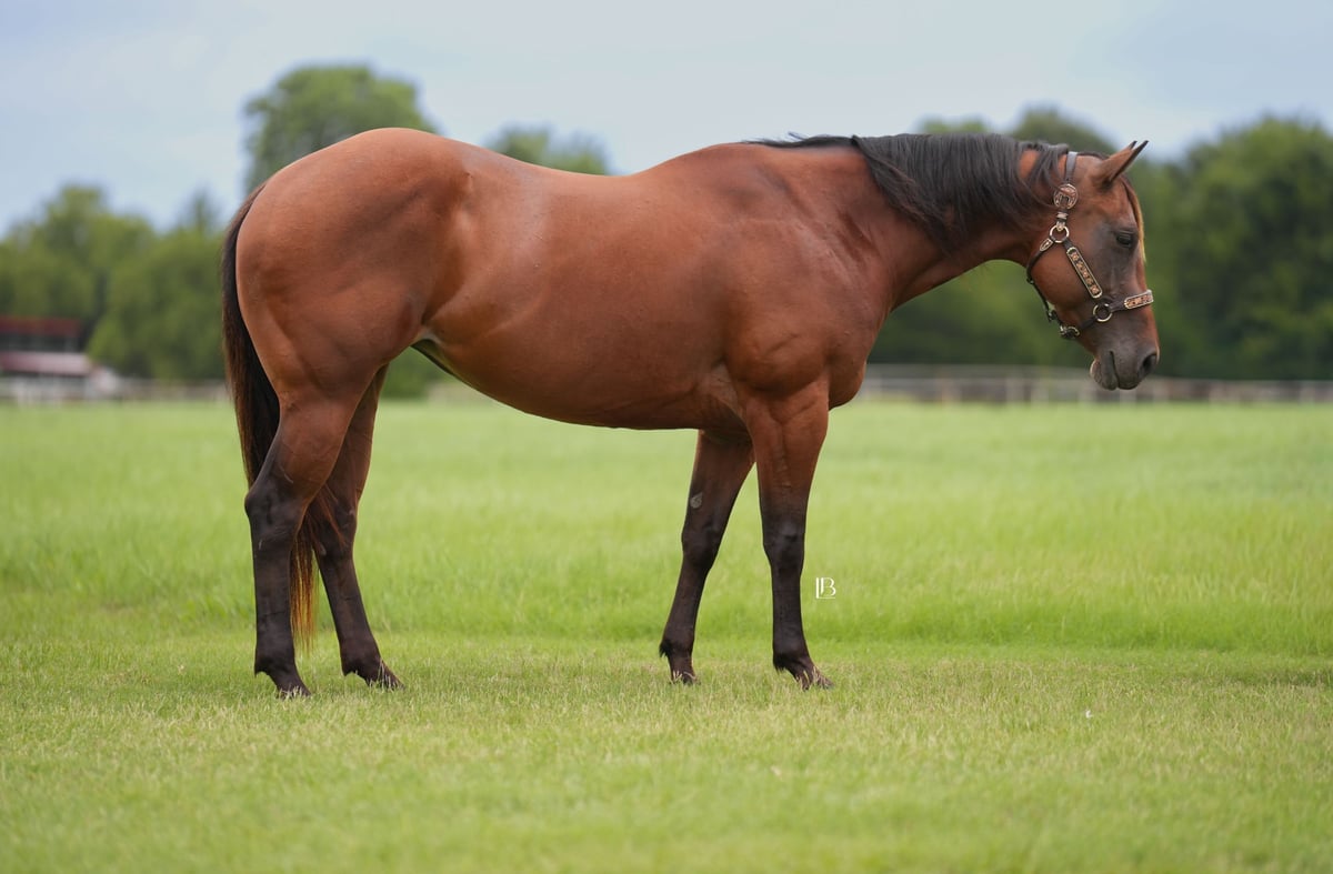 American Quarter Horse, 10yo American Quarter Horse gelding, 15hh