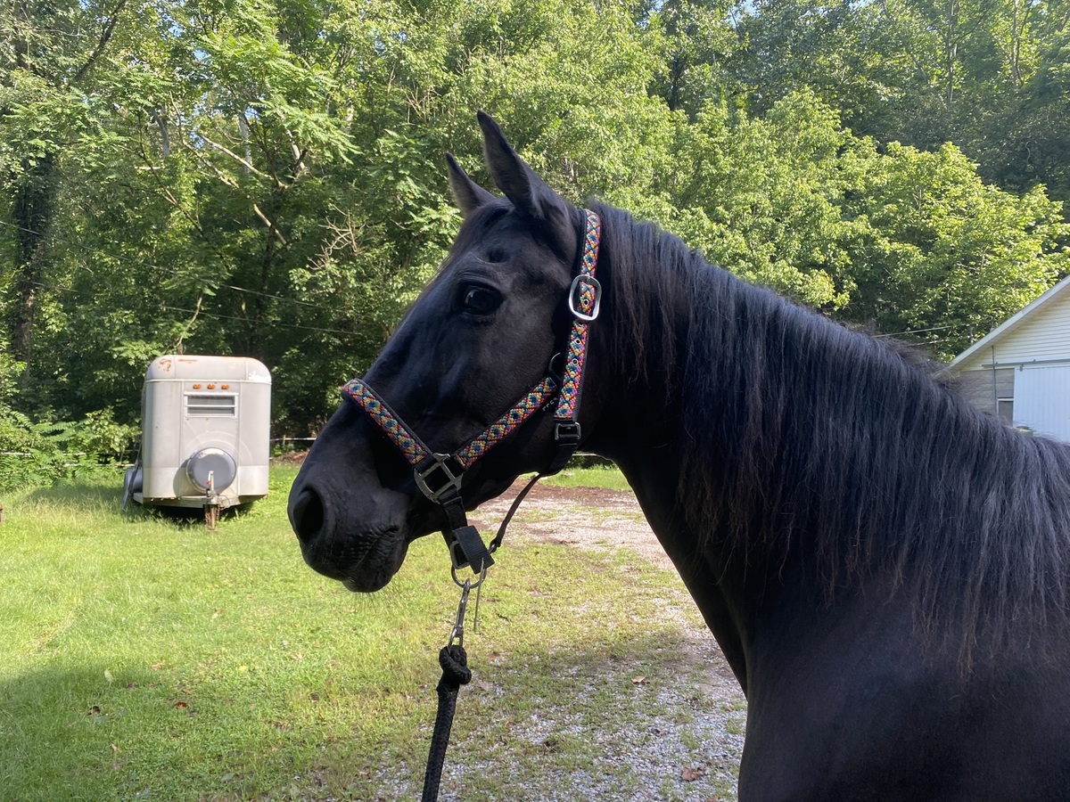 BILLY BOB, 27yo Tennessee Walking Horse gelding, 15.0hh