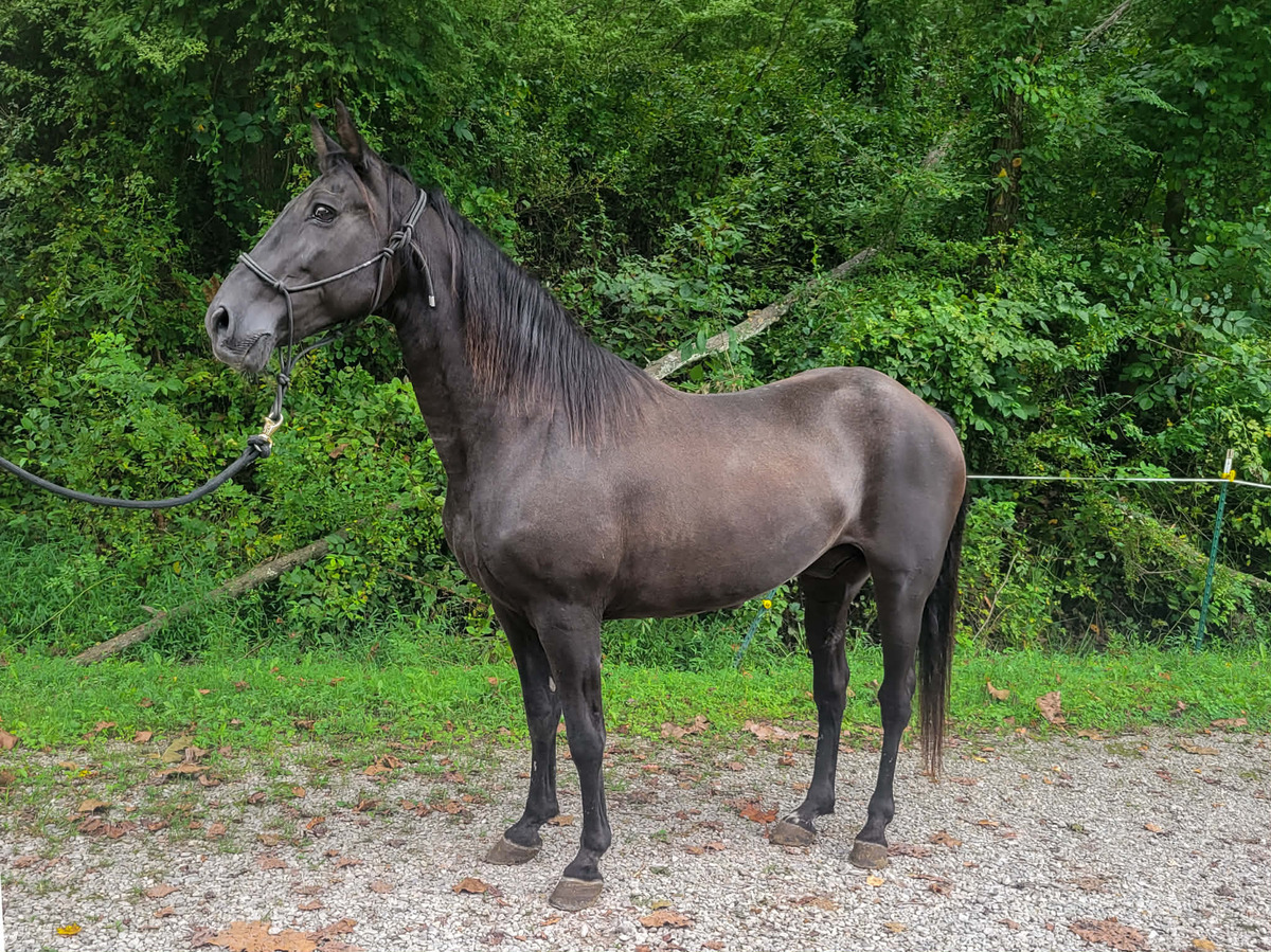 BILLY BOB, 27yo Tennessee Walking Horse gelding, 15.0hh