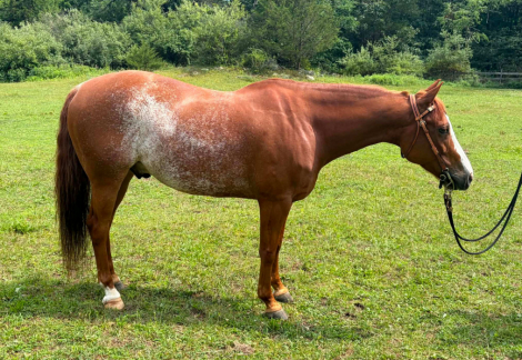 TALKIN ABOUT SMART (PEANUT), 9yo APHA Paint AQHA Quarter Horse gelding, 14.1hh