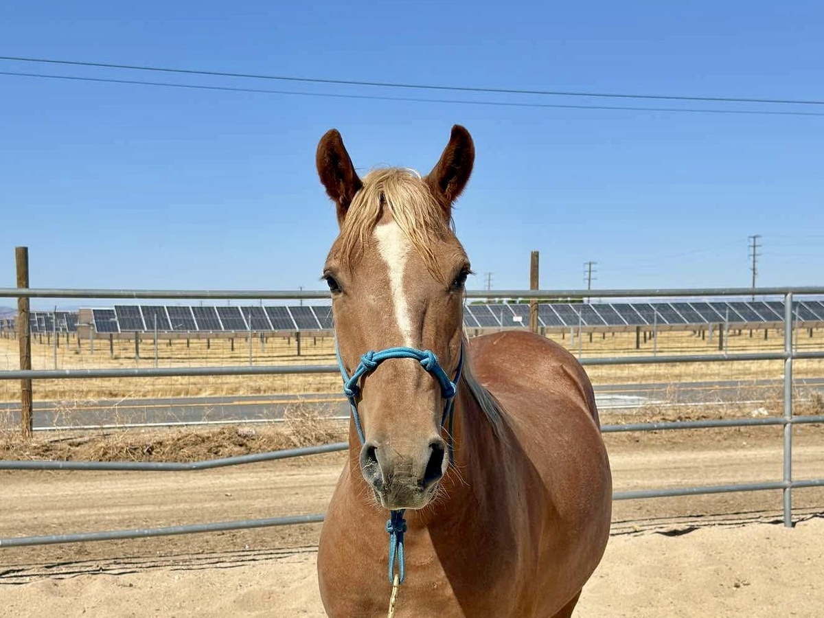 Huckleberry, 6yo Haflinger gelding, 13.3hh