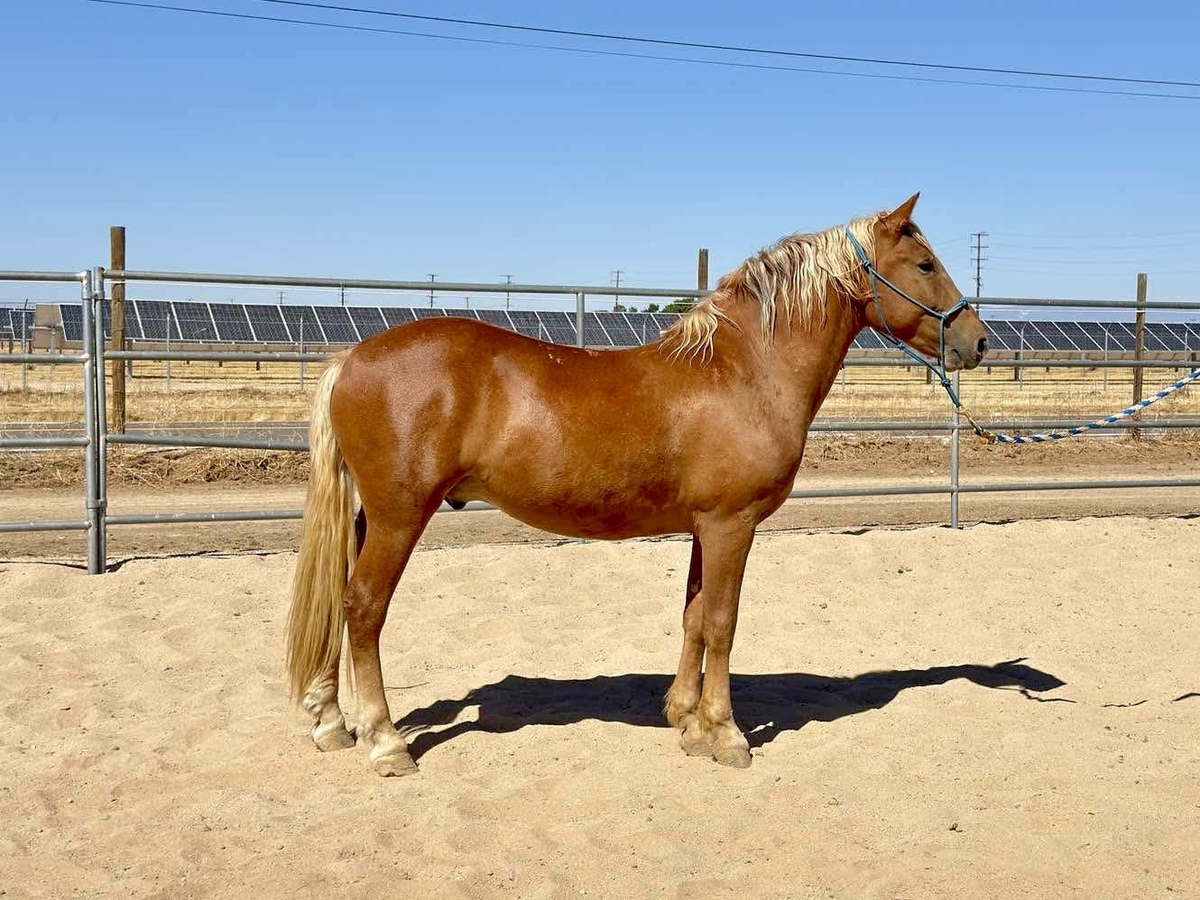 Huckleberry, 6yo Haflinger gelding, 13.3hh