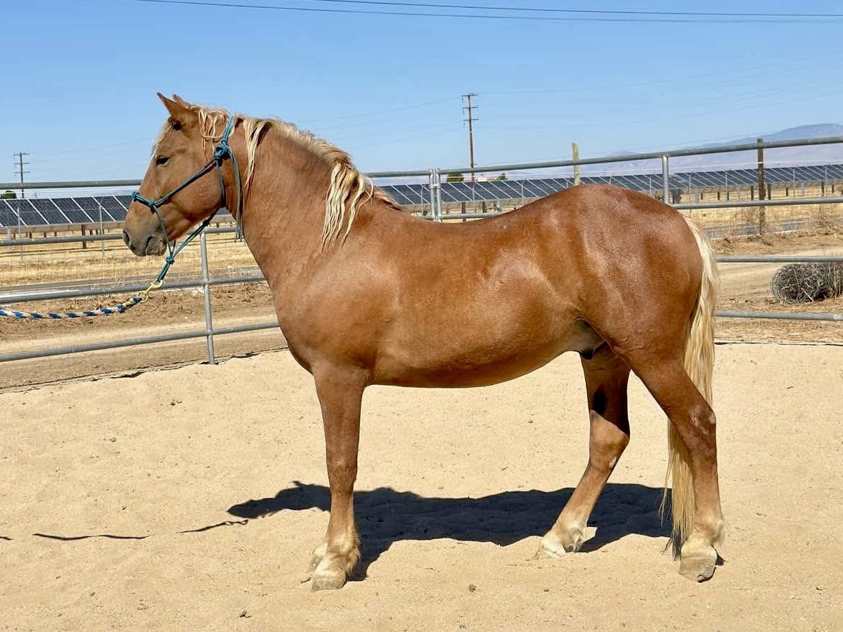 Huckleberry, 6yo Haflinger gelding, 13.3hh