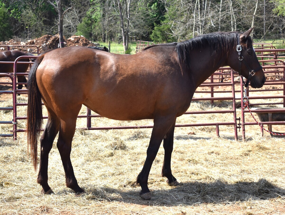 Counting Contessa, 12yo Thoroughbred mare, 15.2hh