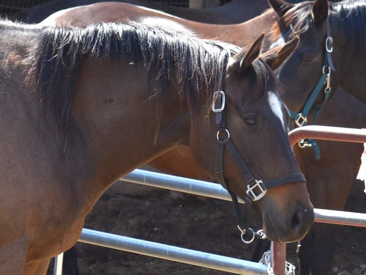 Counting Contessa, 12yo Thoroughbred mare, 15.2hh