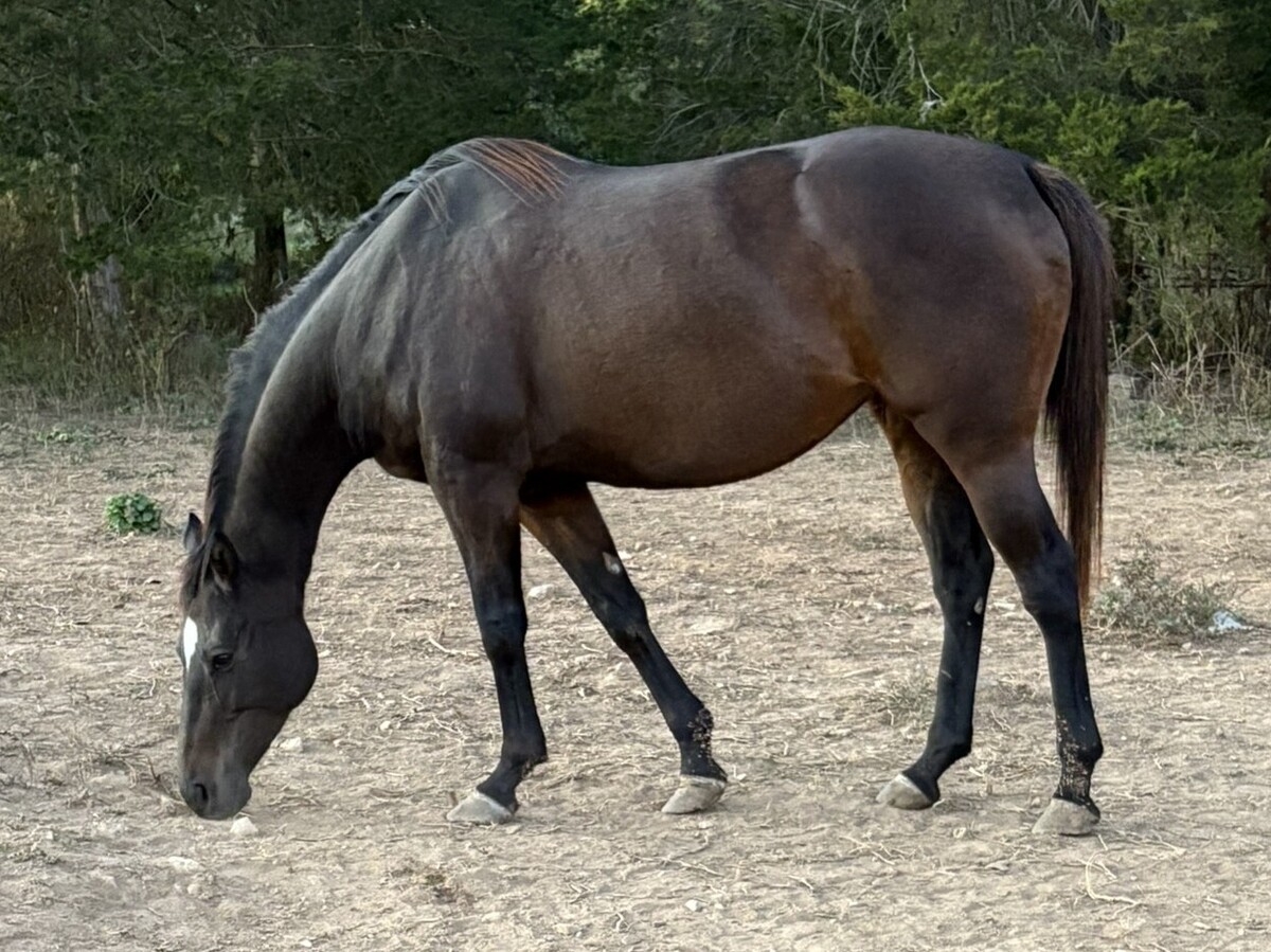 Counting Contessa, 12yo Thoroughbred mare, 15.2hh