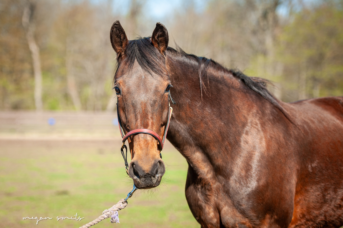 Lymric, 18yo Standardbred mare, 16.0hh