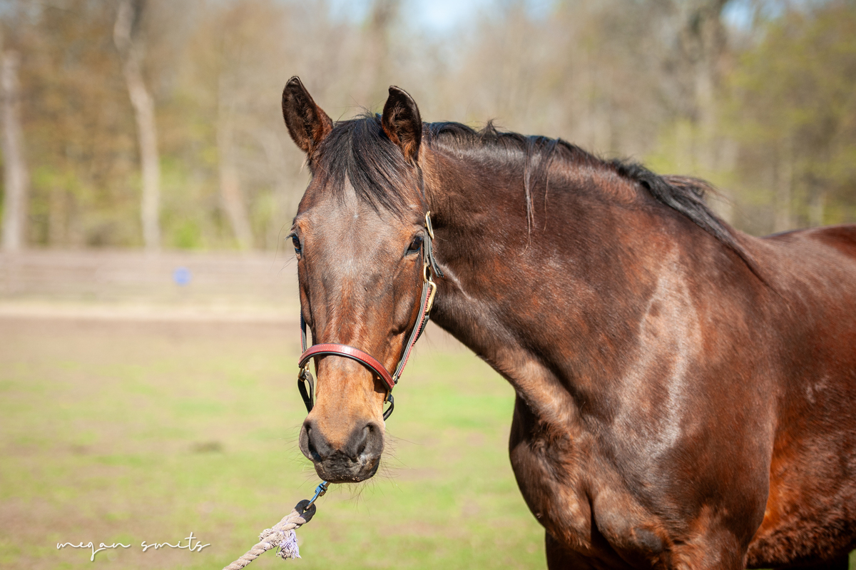 Lymric, 18yo Standardbred mare, 16.0hh