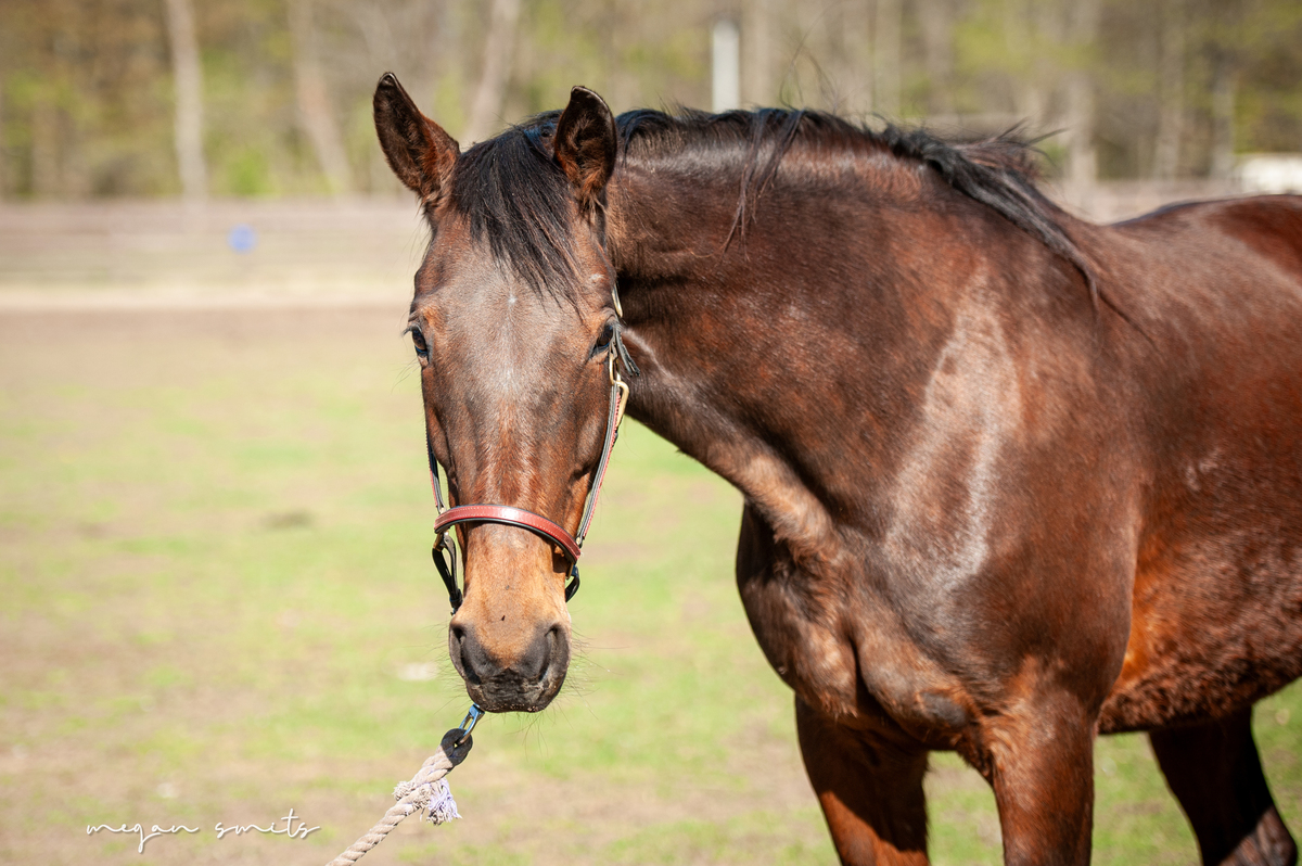 Lymric, 18yo Standardbred mare, 16.0hh