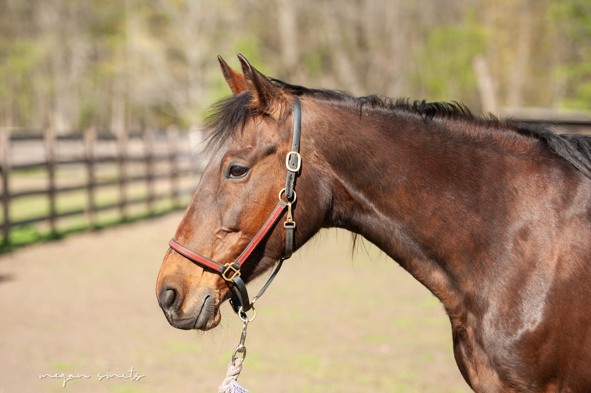 Lymric, 18yo Standardbred mare, 16.0hh