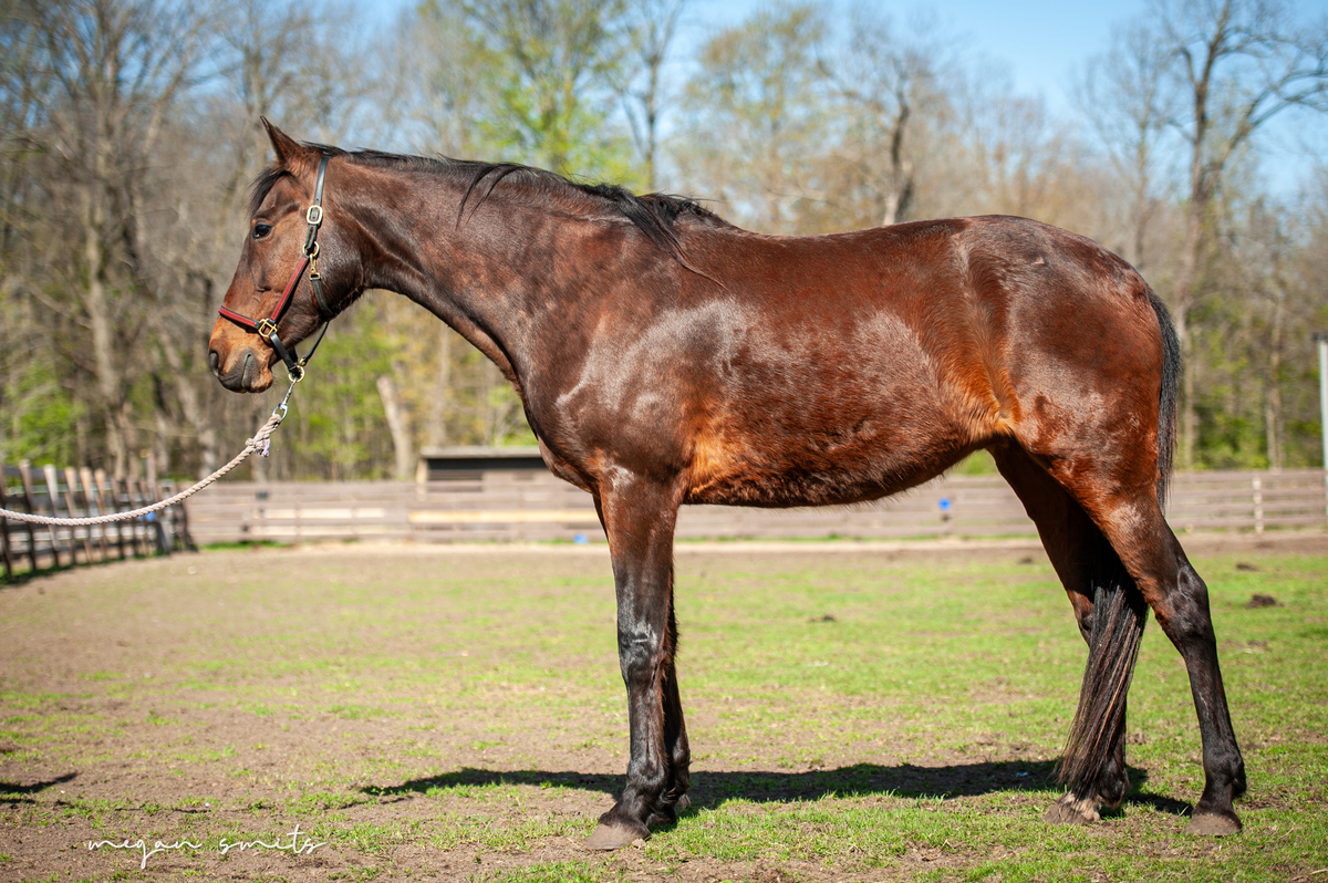 Lymric, 18yo Standardbred mare, 16.0hh