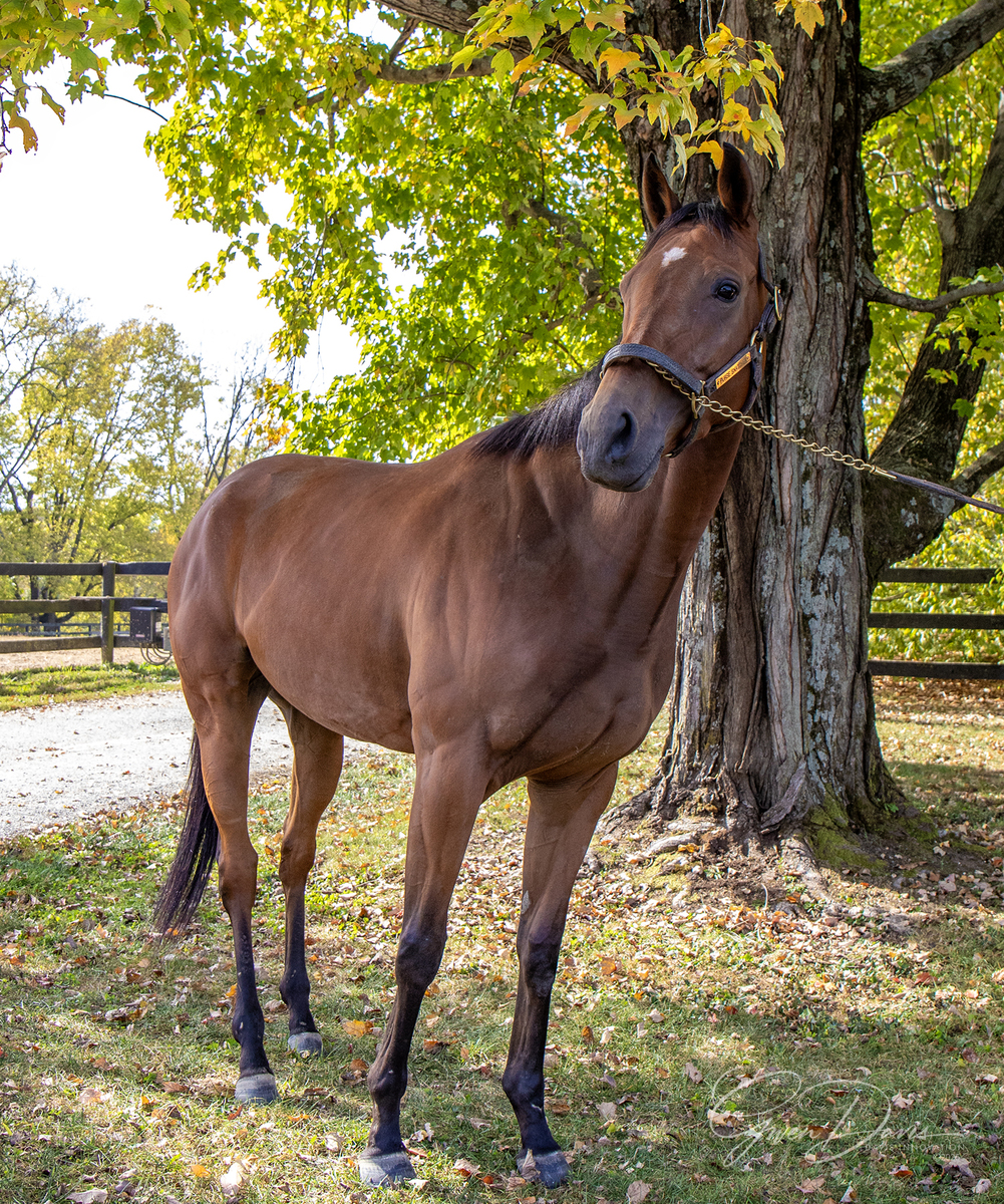 Purse Snatcher, 3yo Thoroughbred filly, 16.0hh