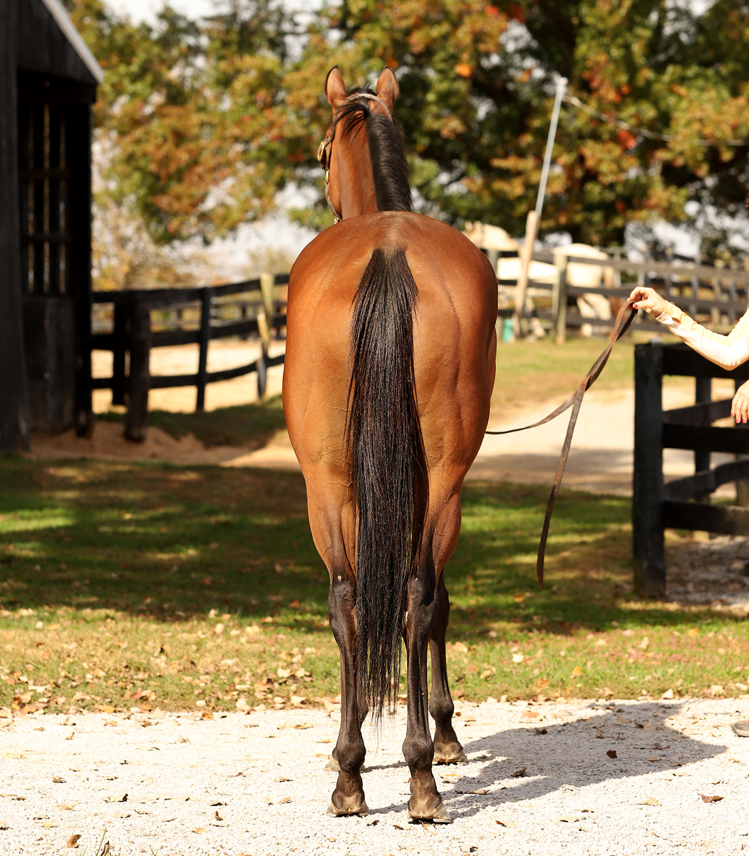 Purse Snatcher, 3yo Thoroughbred filly, 16.0hh