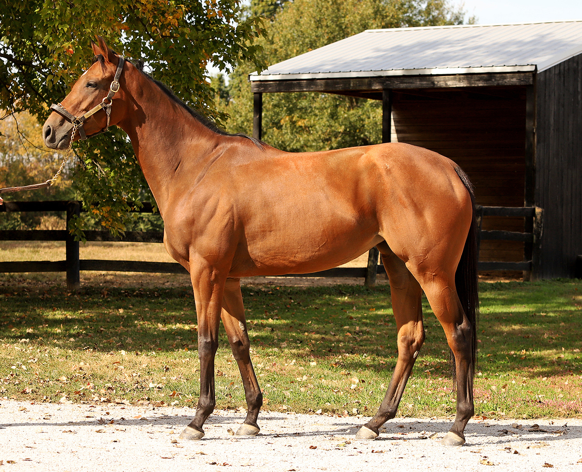 Purse Snatcher, 3yo Thoroughbred filly, 16.0hh