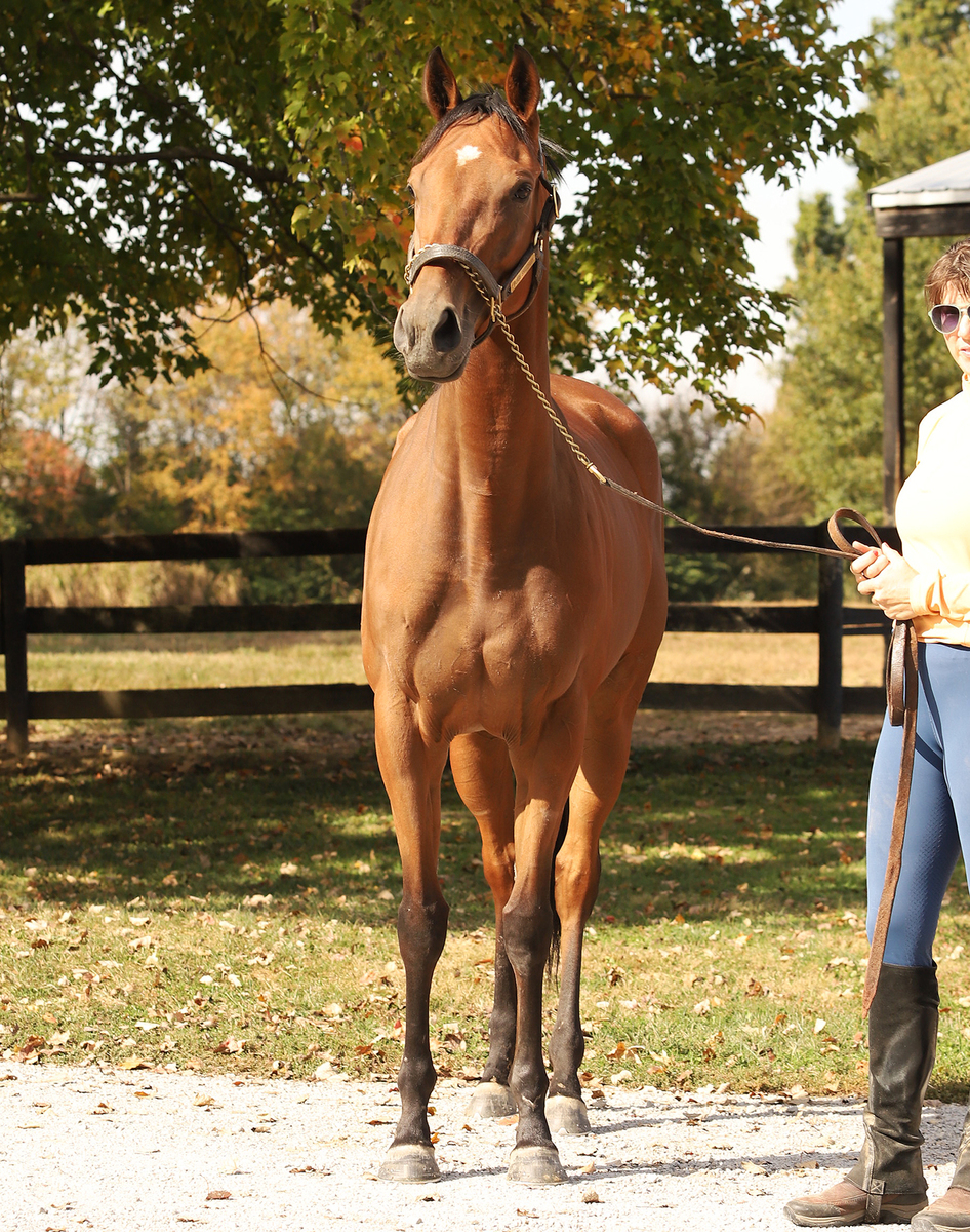 Purse Snatcher, 3yo Thoroughbred filly, 16.0hh