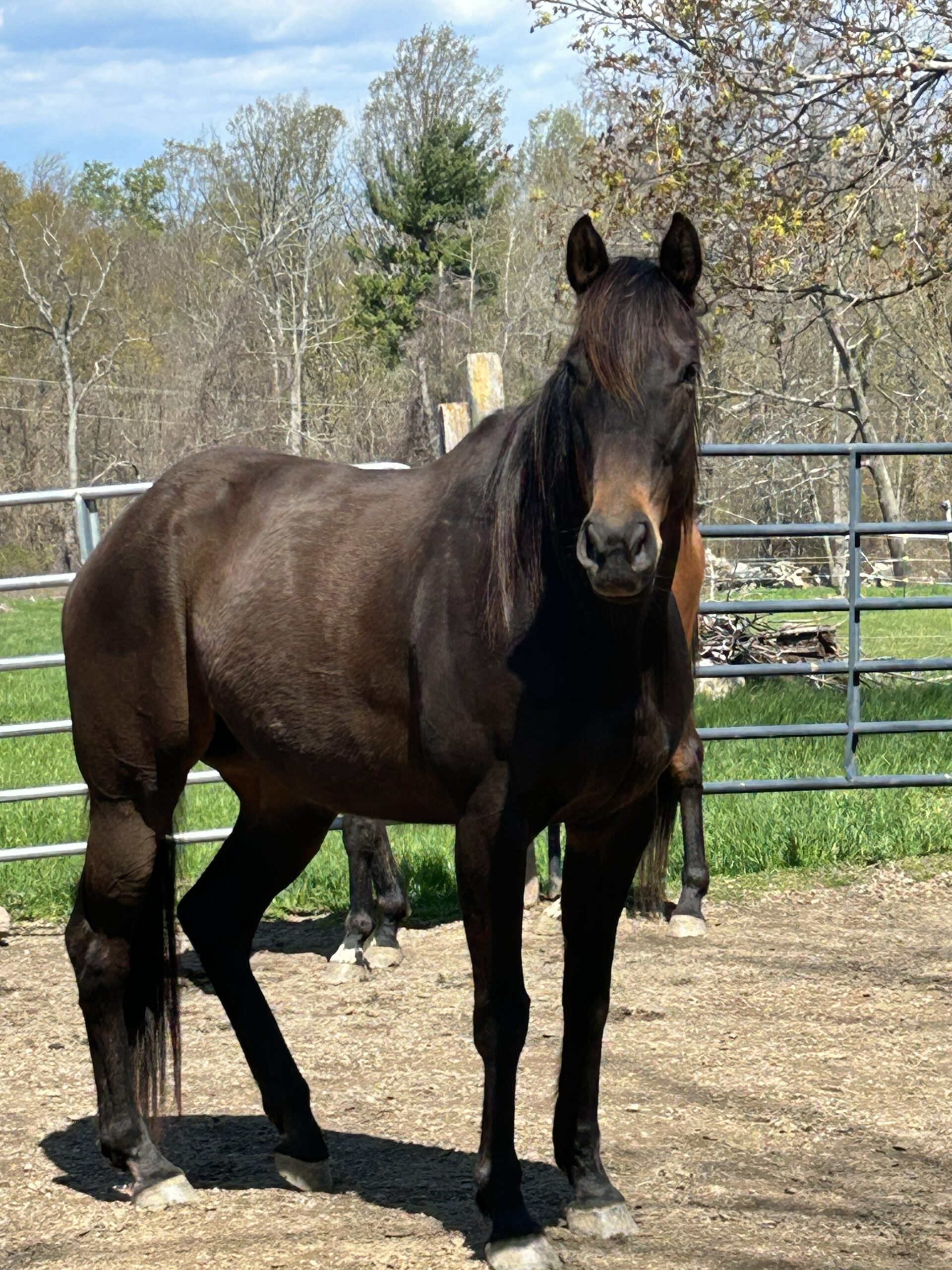 Talent And Beauty, 7yo Thoroughbred mare, 16.2hh