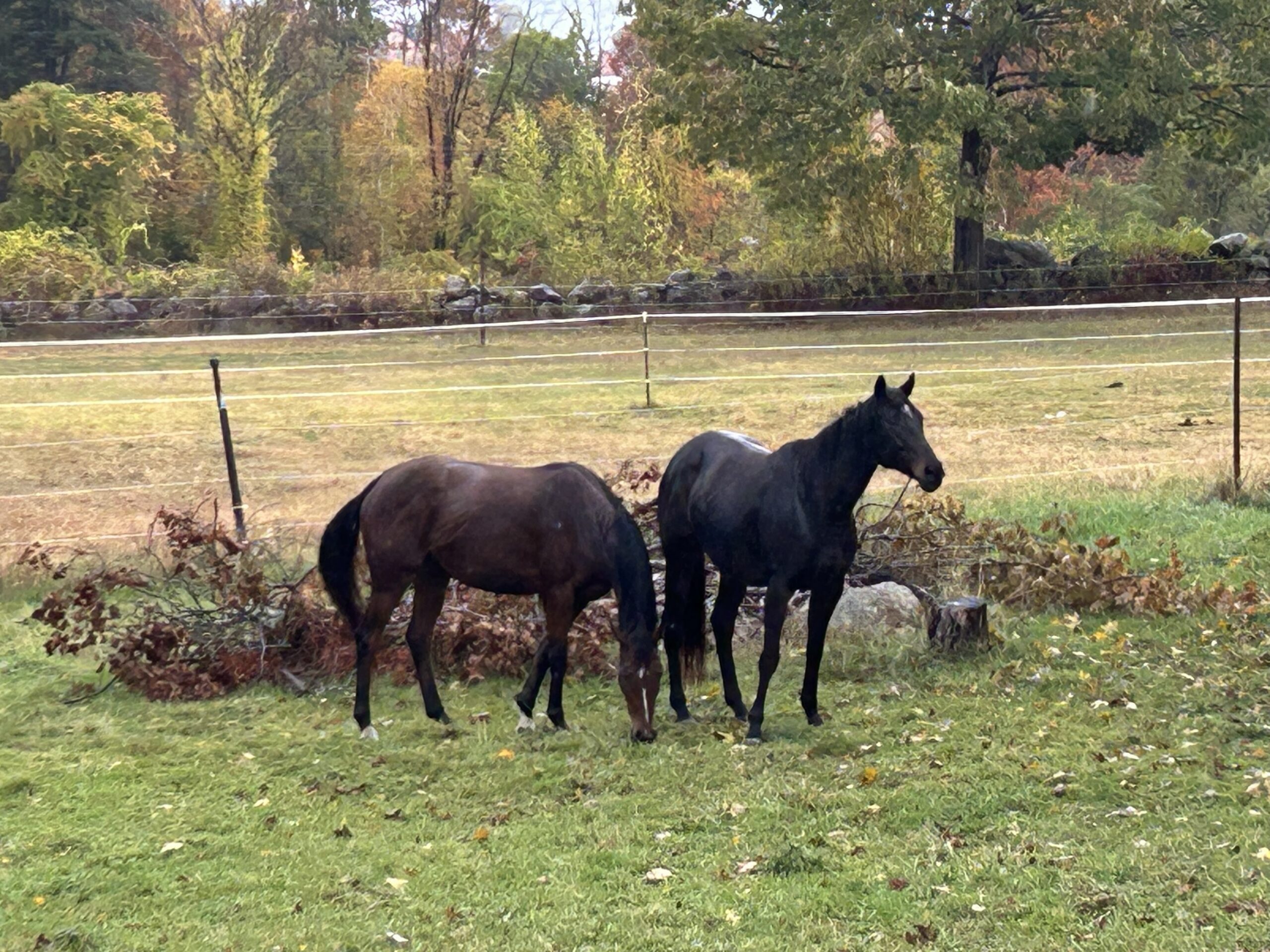 Talent And Beauty, 7yo Thoroughbred mare, 16.2hh