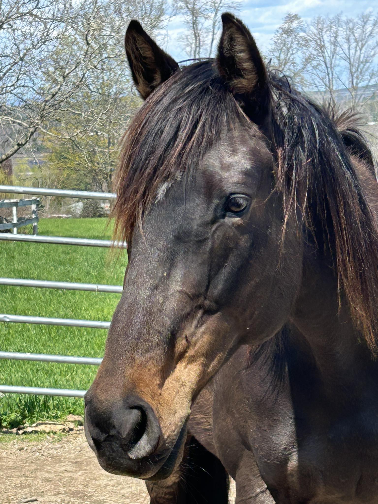 Talent And Beauty, 7yo Thoroughbred mare, 16.2hh