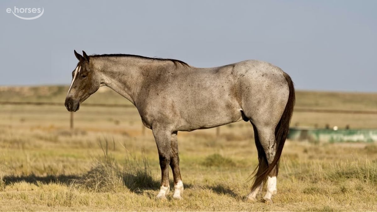 American Quarter Horse, 9yo American Quarter Horse gelding, 15.2hh