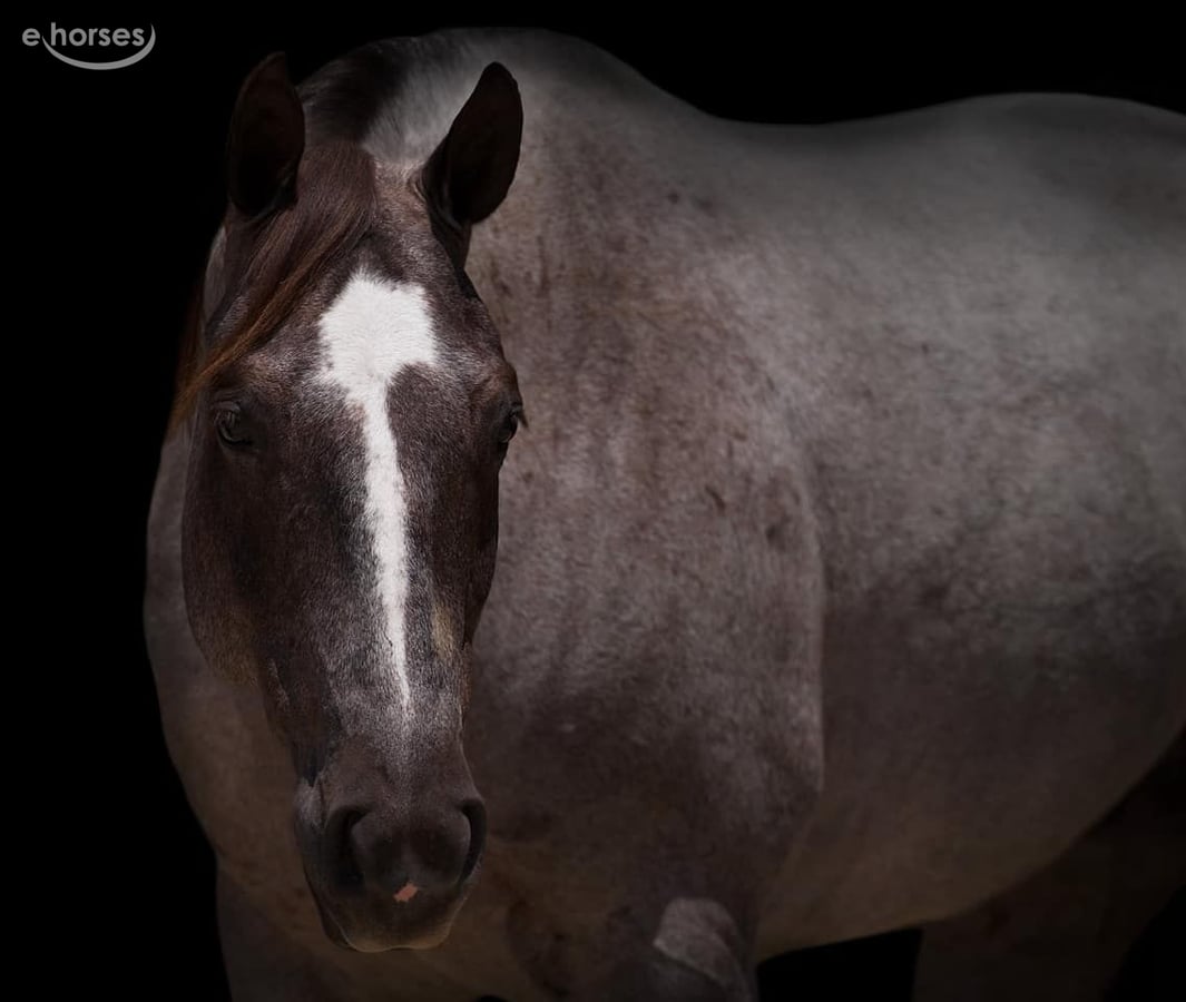 American Quarter Horse, 9yo American Quarter Horse gelding, 15.2hh