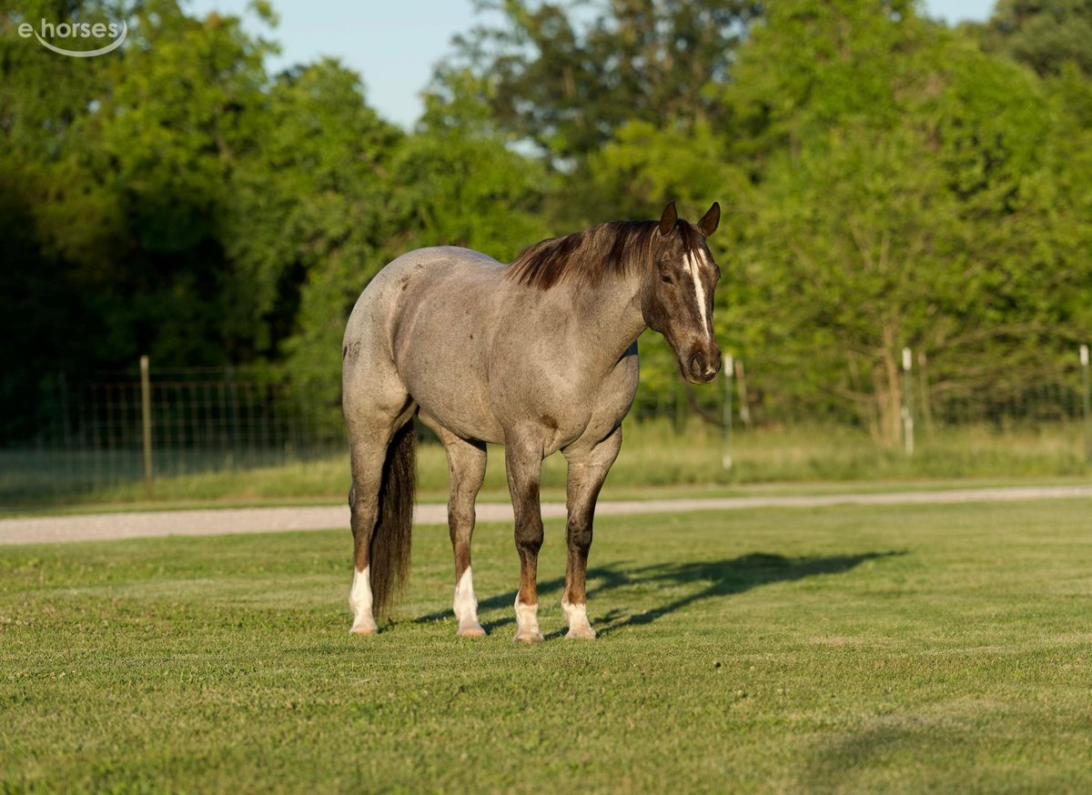 American Quarter Horse, 9yo American Quarter Horse gelding, 15.2hh