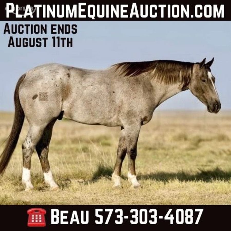 American Quarter Horse, 9yo American Quarter Horse gelding, 15.2hh