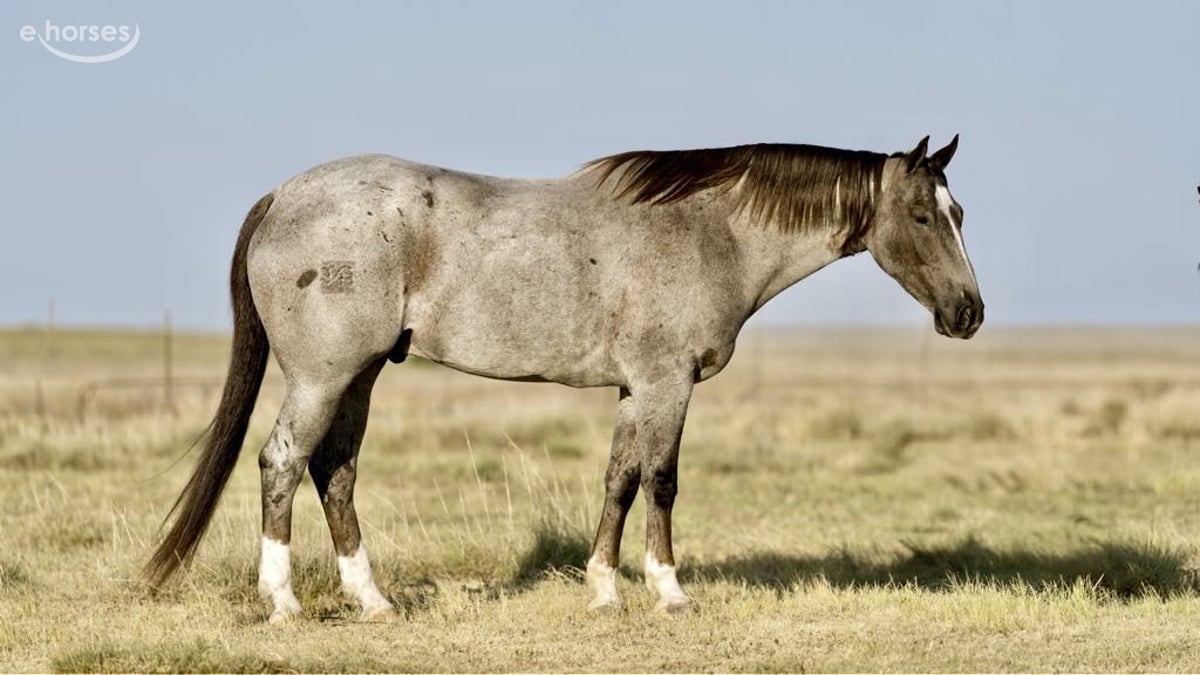 American Quarter Horse, 9yo American Quarter Horse gelding, 15.2hh