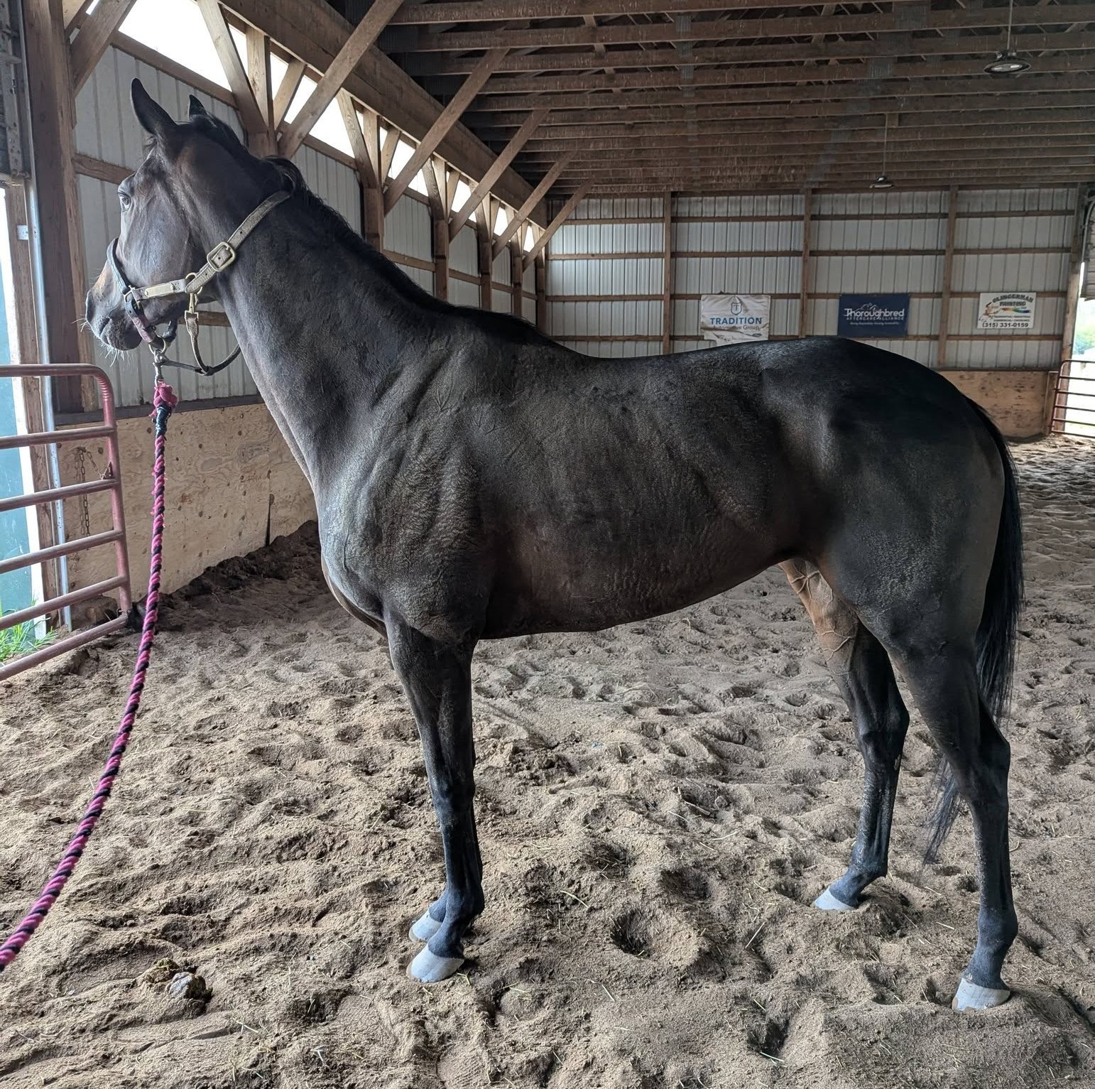 Je T’adore, 4yo Thoroughbred mare, 16hh