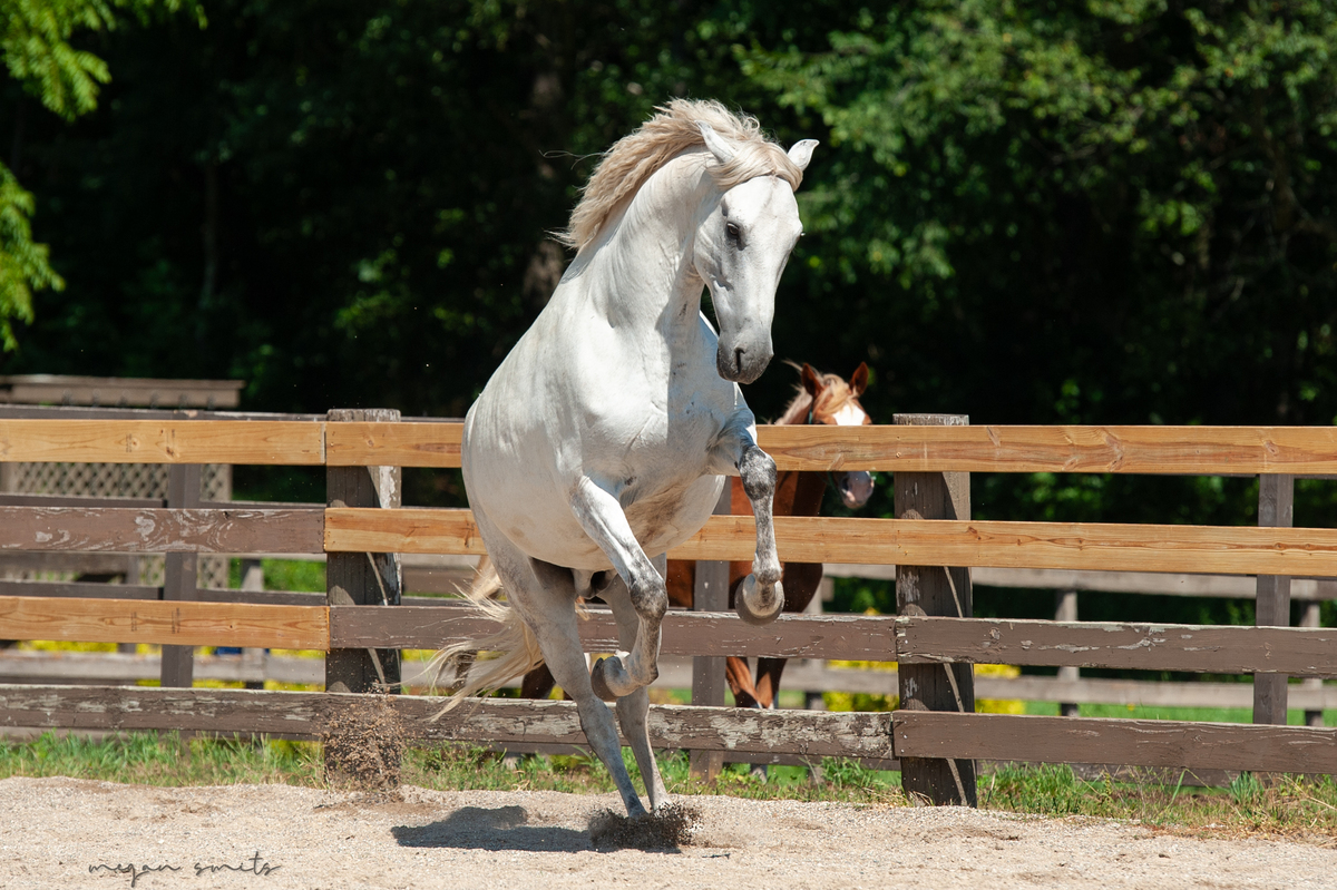 Kasuco, 15yo Andalusian gelding, 16.0hh