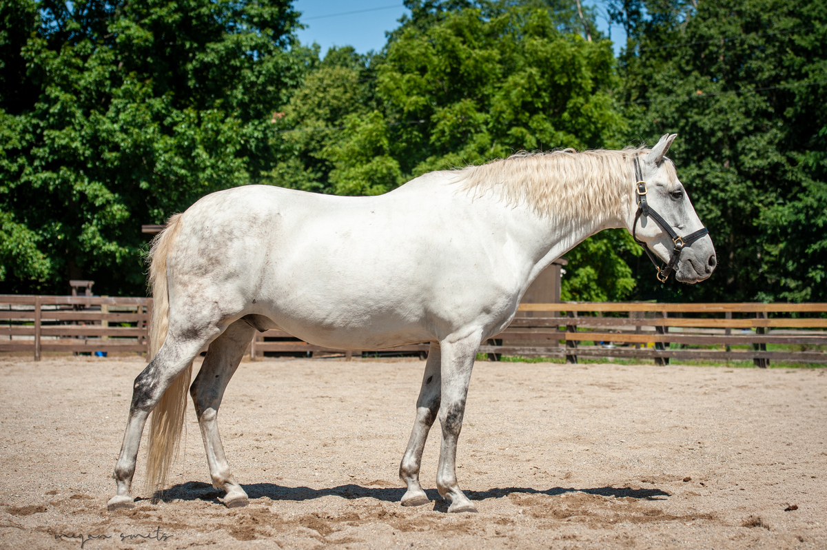 Kasuco, 15yo Andalusian gelding, 16.0hh