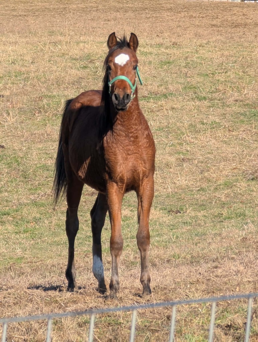 Jabar, 2yo Arabian gelding, 14.3hh