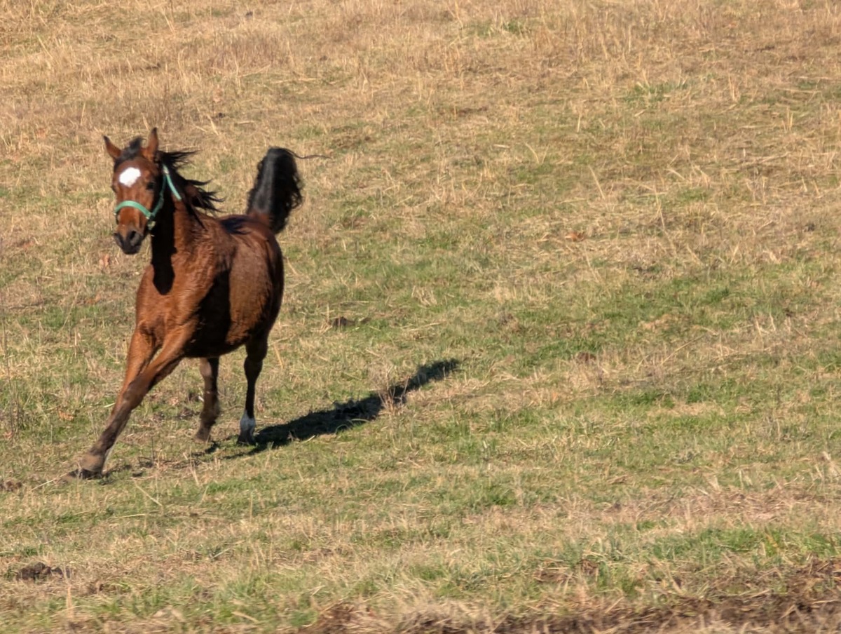 Jabar, 2yo Arabian gelding, 14.3hh