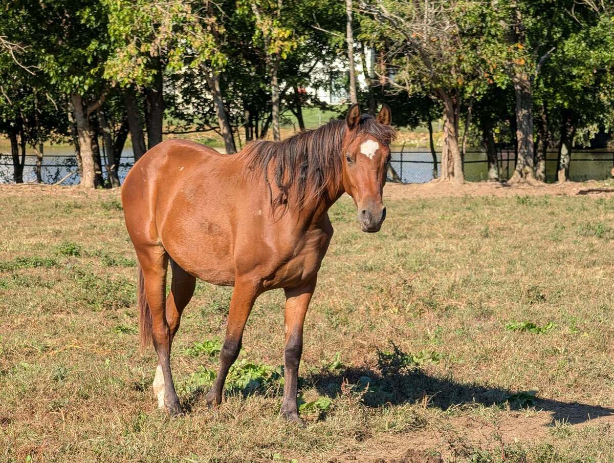 Jabar, 2yo Arabian gelding, 14.3hh